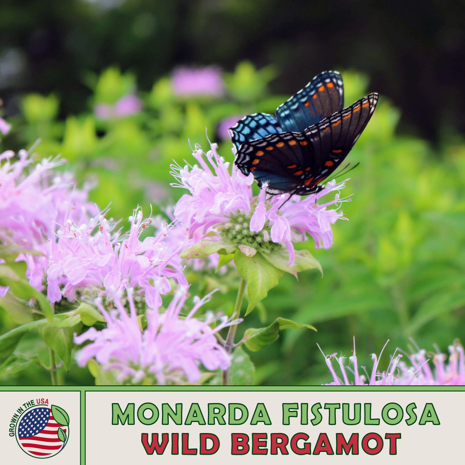 200 Wild Bergamot Seeds, Bee Balm, Herbal, Culinary, Bird & Bee Attractor USA