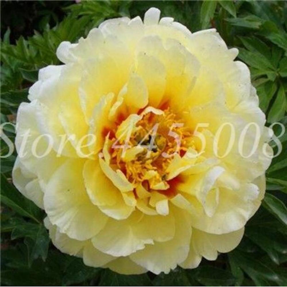 20 PEONIES FLOWER SEEDS rare exotic blossom bloom plant garden germination B