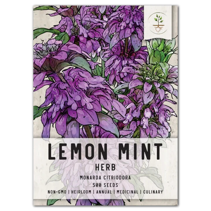 3 – Lemon Mint Seeds For Planting (Monarda citriodora) 500 Seeds Per Packet