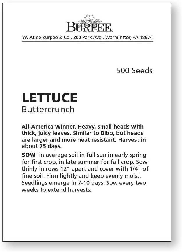 Luscious Buttercrunch Lettuce Seeds – 500 Count for Flavorful Home Gardening