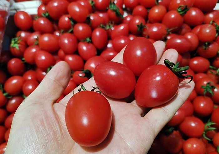 Sugar Grape Tomato – 50 Seeds 2023 – USA