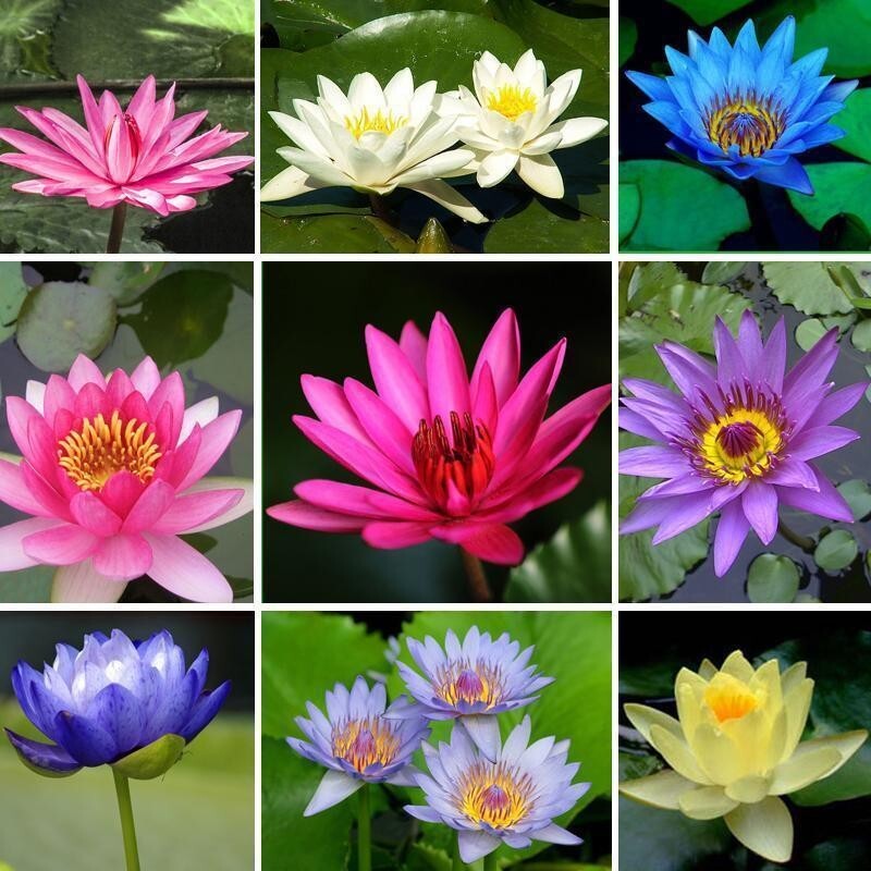 5 Mixed LOTUS SEEDS – Fresh Fruit Seeds