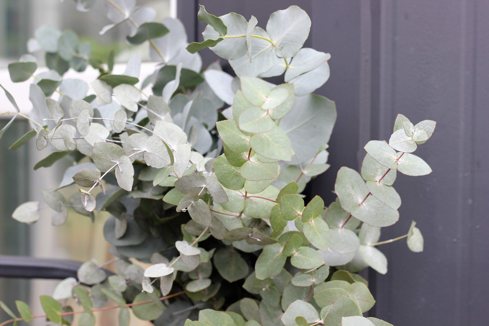 20 SILVER DROP EUCALYPTUS Gunnii Cider Gum Silver Blue Foliage Florist Tree Seed