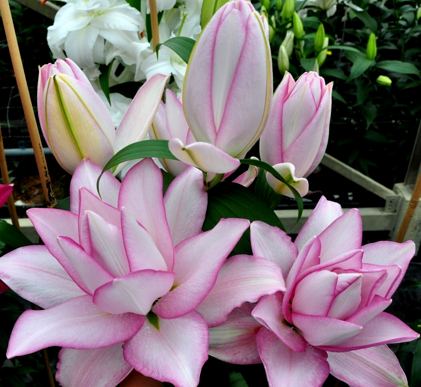 Lily Flower Bulbs 1 Roselily Anouska Double Flowers Rose Lilys Butterfly Garden