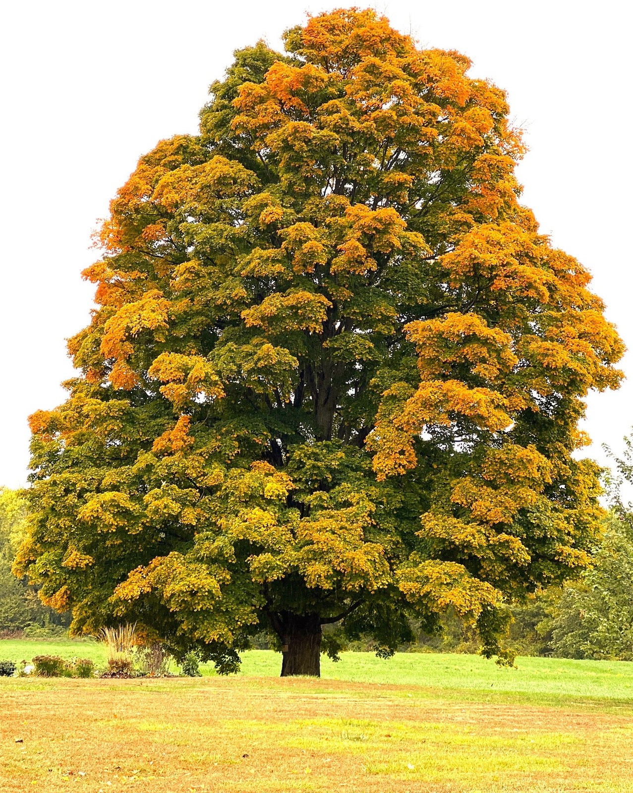 Sugar Maple Tree Seeds – For 2026 Planting Acer Saccharum Sweet Syrup Canadian