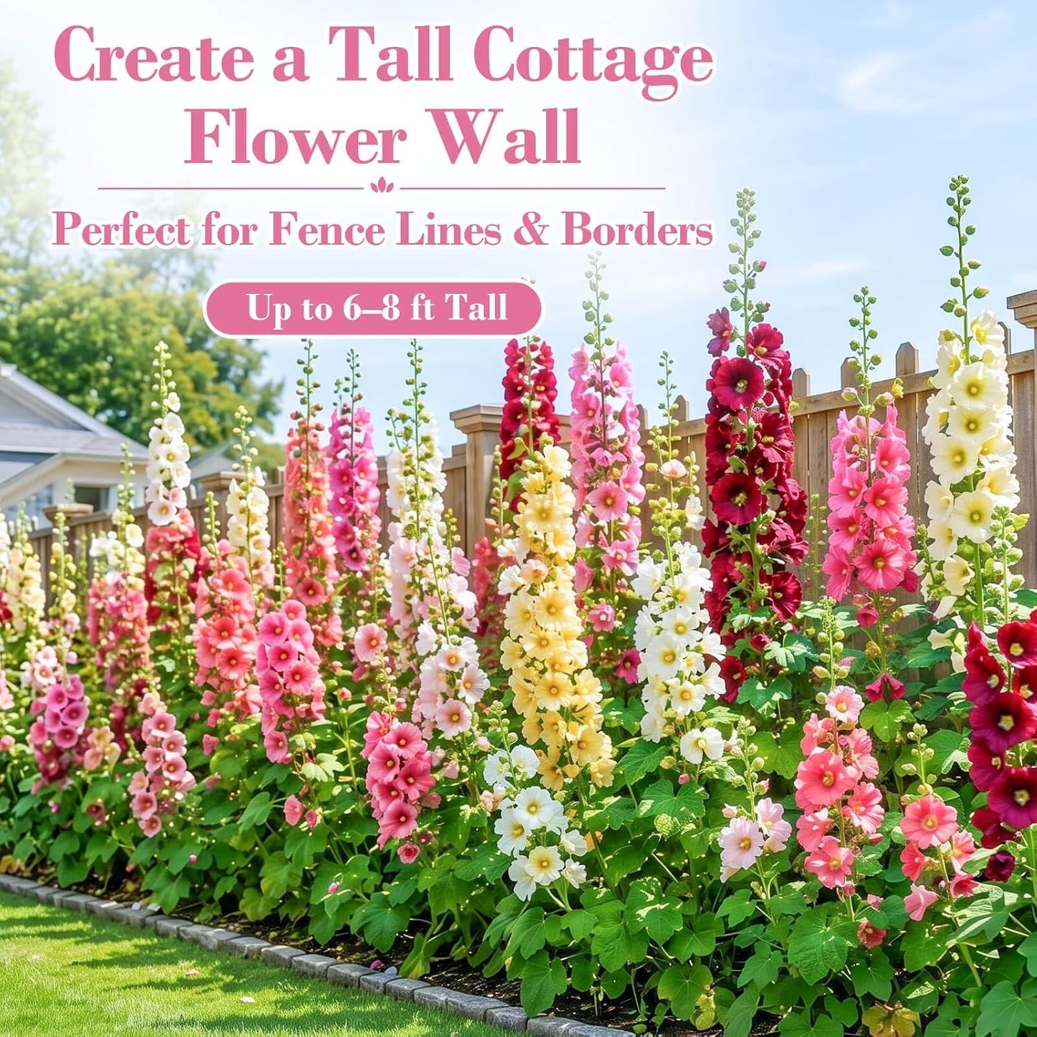 Bulk Pack 5000+ Hollyhock Seeds Mix – Tall Garden Blooms