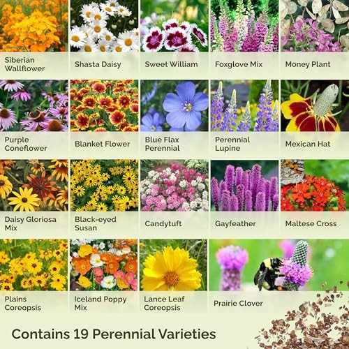 Wildflower Mixed Seeds for Planting, 1/4 lb, 120,000+ 1/4 Pound All Perennial