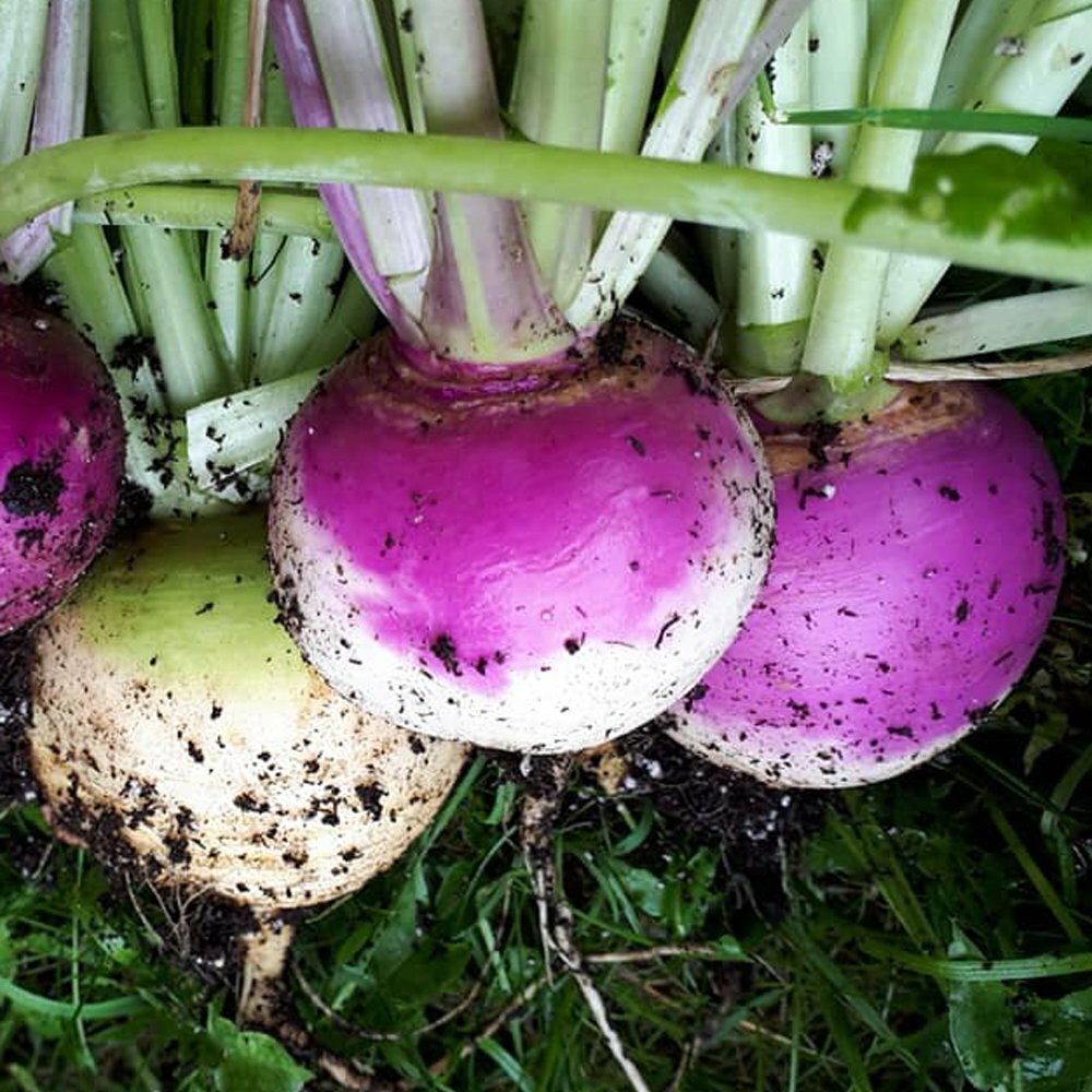 Purple Top White Globe Turnip Seeds, 1 Ounce, NON-GMO, FREE SHIPPING