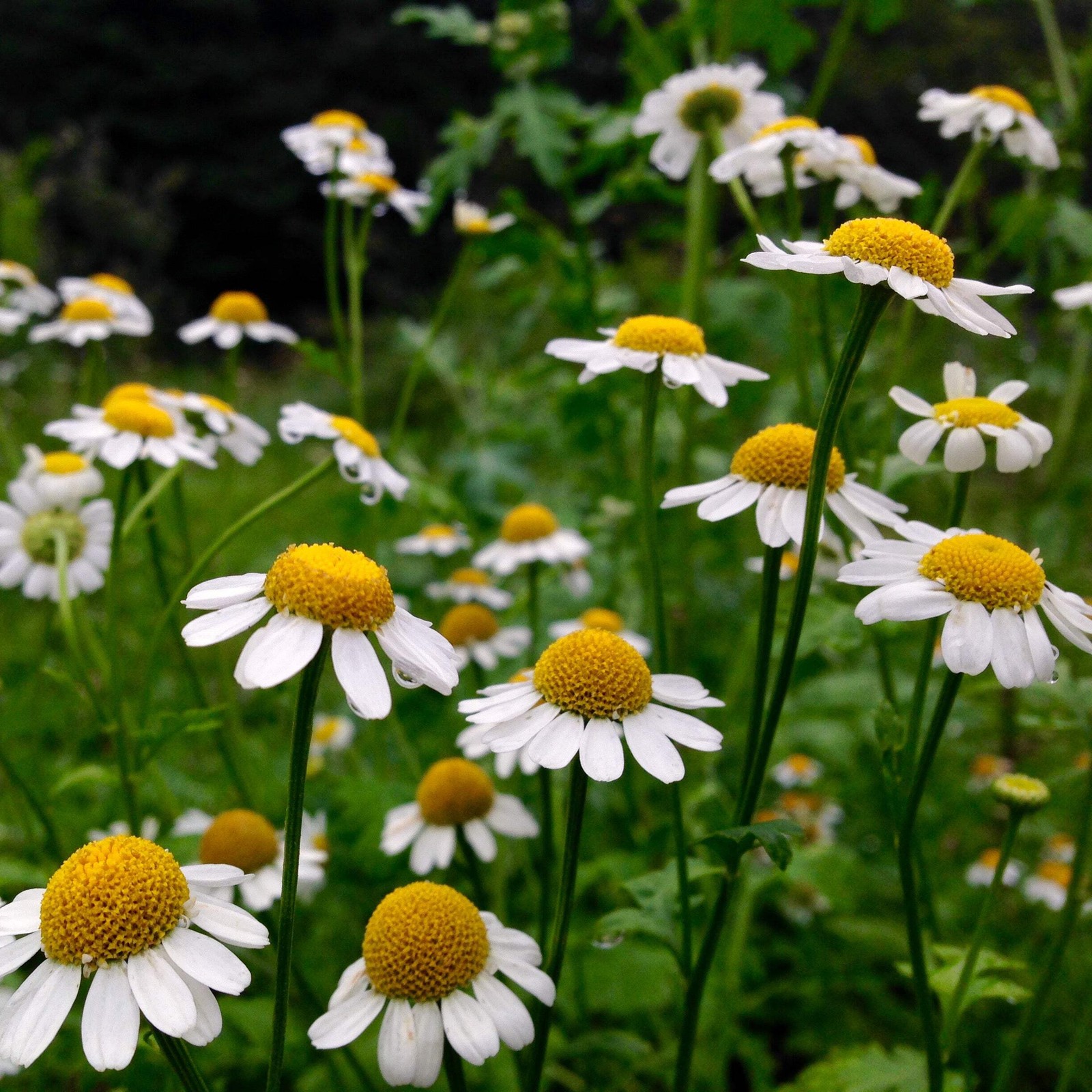 Feverfew Seeds (Tanacetum parthenium) ~Traditional Herb Native Pollinator Garden