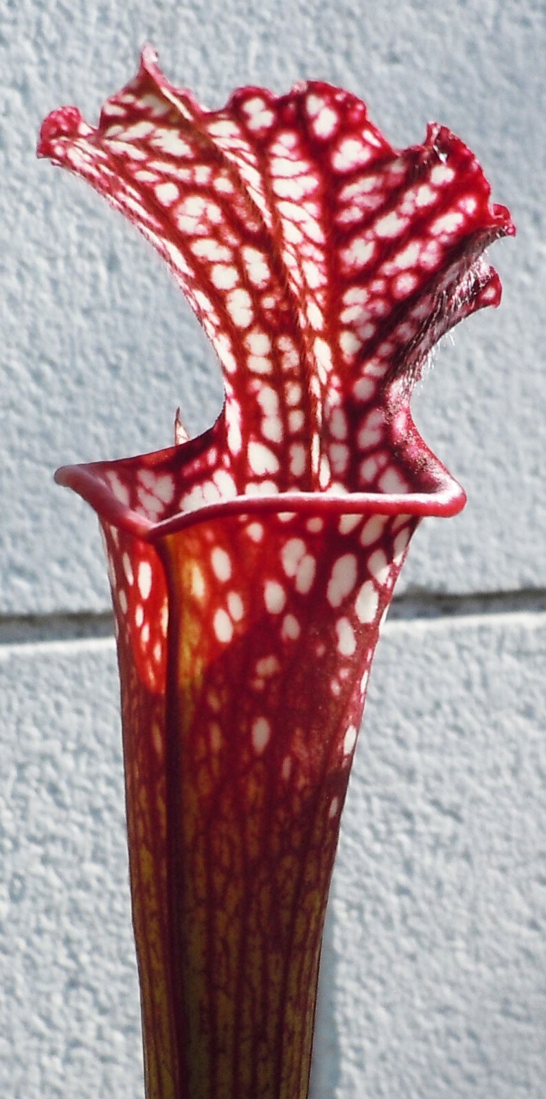 Live Carnivorous Plants – Sarracenia Leucophylla, HBG (small size)