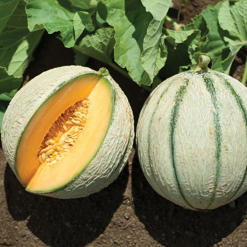 25+ CHARENTAIS MELON / CANTALOUPE — SWEET — HEIRLOOM — ORGANIC ——— RARE