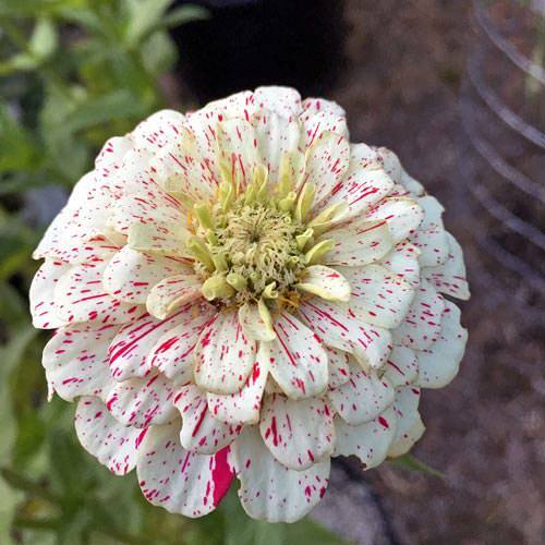 Zinnia CANDY STRIPED Flower Mix Heirloom 3-4″ Double Flowers Non-GMO 100 Seeds.