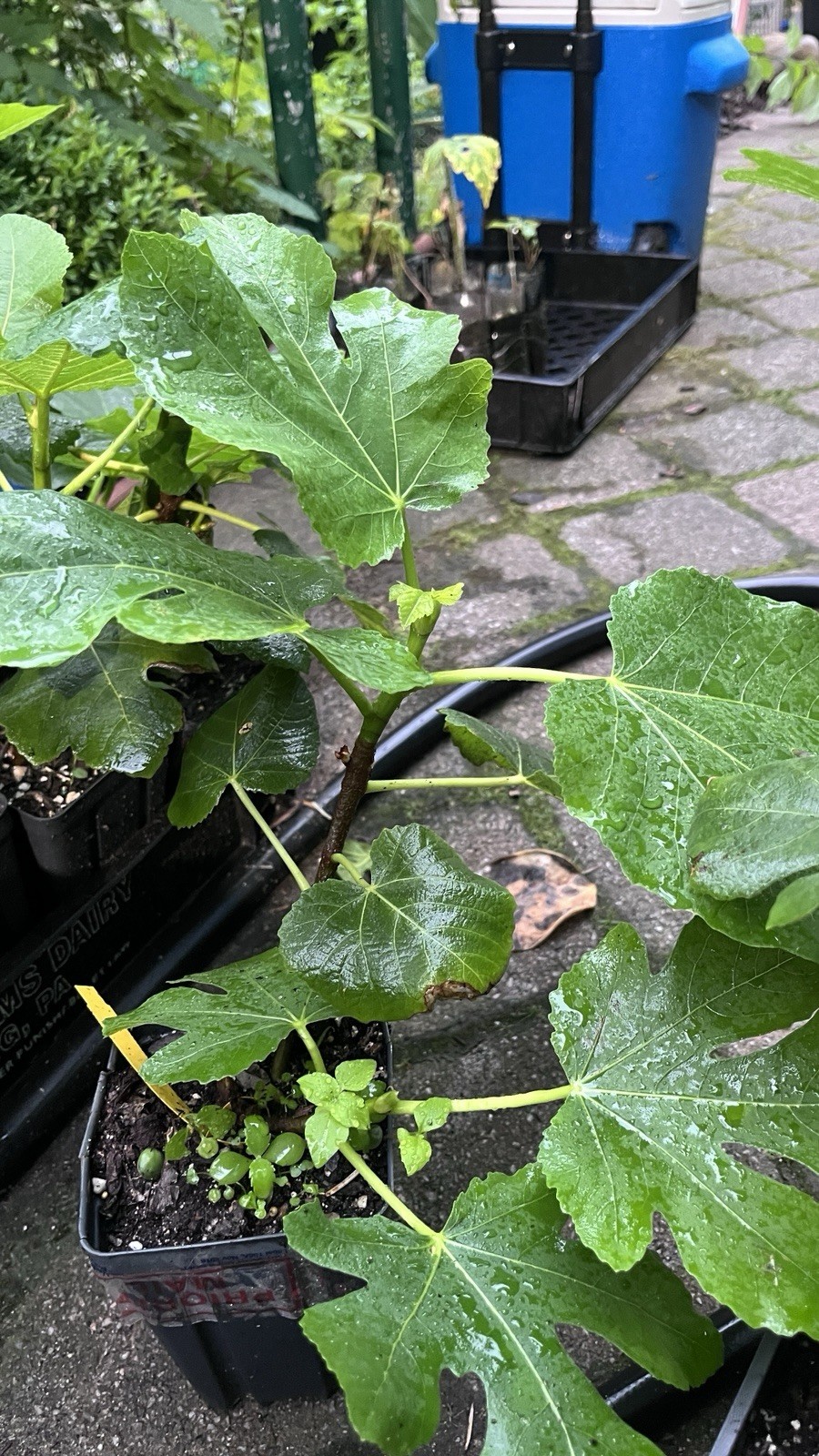 1 liter container Panache Tiger Fig Plant – Ficus carica variegated Sweet