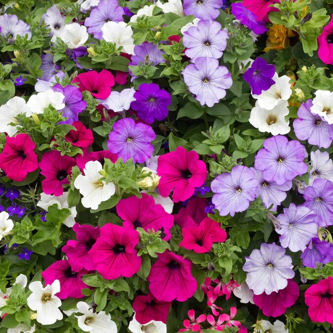 PETUNIA SEEDS 2000+ DWARF MIX variety ANNUAL flower GARDEN bees FREE SHIPPING