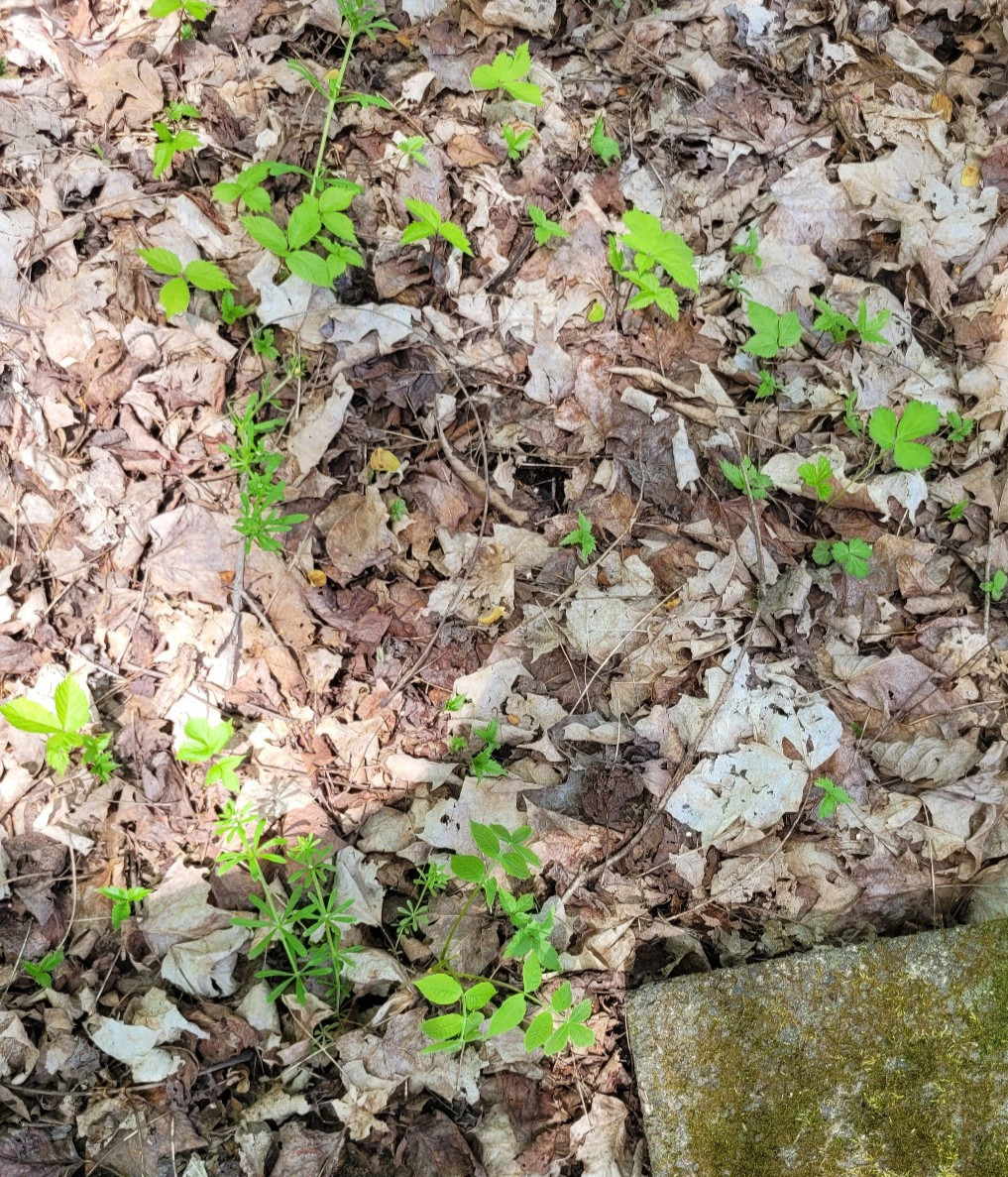 American Ginseng Seeds for Planting (50 Seeds) Ready to Plant, P. quinquefolius