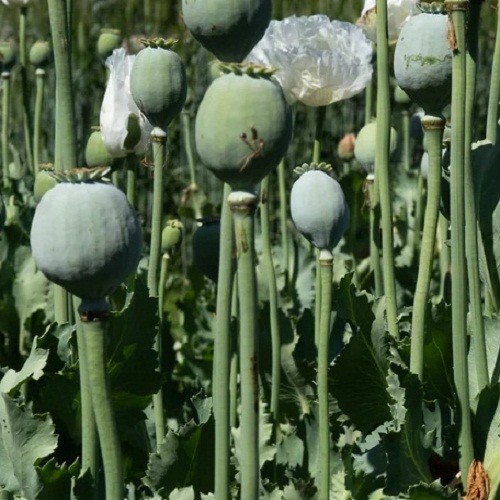 2,500 – 10,000 Premium Organic Peshawar White Somniferum Poppy Seeds For Plantin