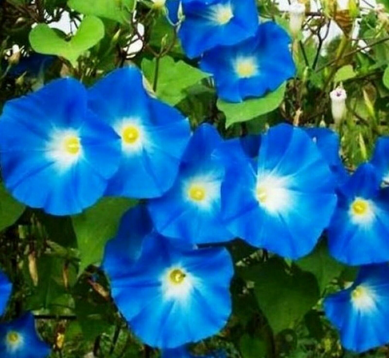 335 Heavenly Blue Morning Glory Refrigerated Seeds~Fresh Crops-No Poison Coating