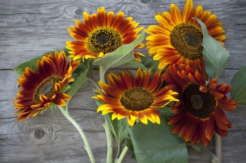 Autumn Beauty Sunflower Seeds | For Planting Orange Garden Sun Flower Seed 2024