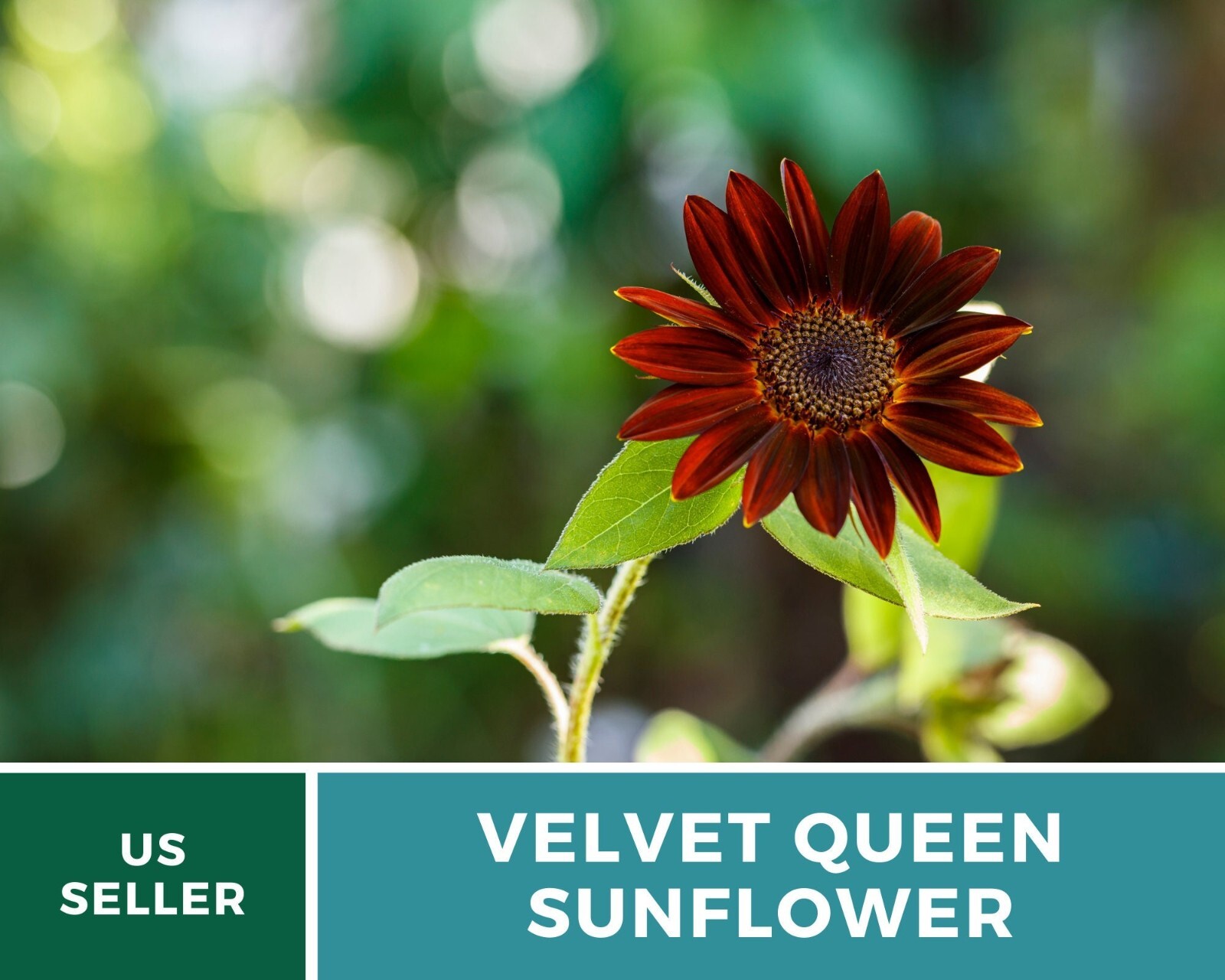 Sunflower, Velvet Queen – Heirloom Seeds – Fall Colors – Helianthus annuus