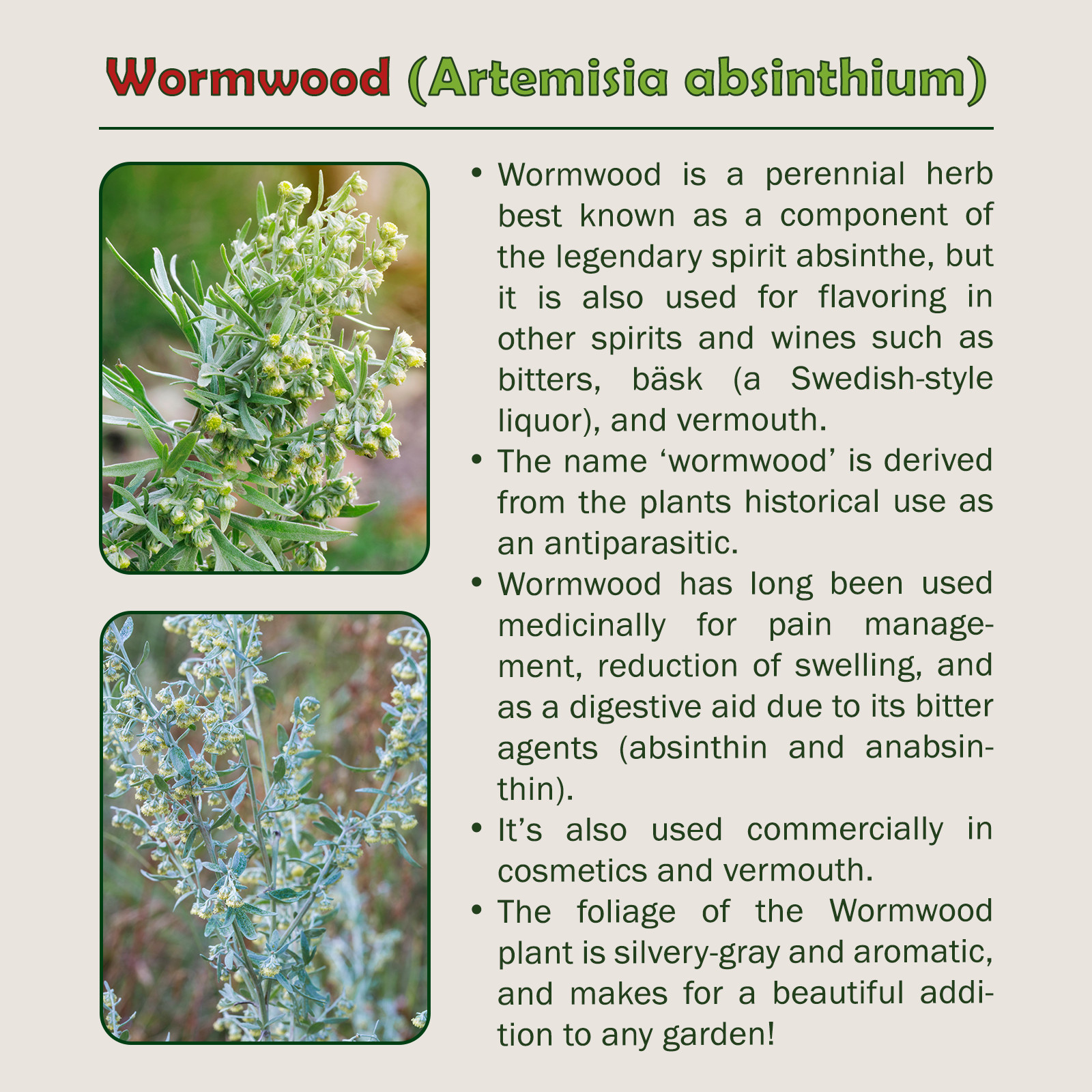 1000 Wormwood Seeds, Artemisia absinthium, Absinthe Herb, Bitters, Medicinal