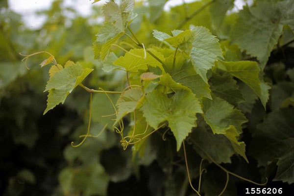 Riverbank Grape, Vitis riparia, Vine Seeds