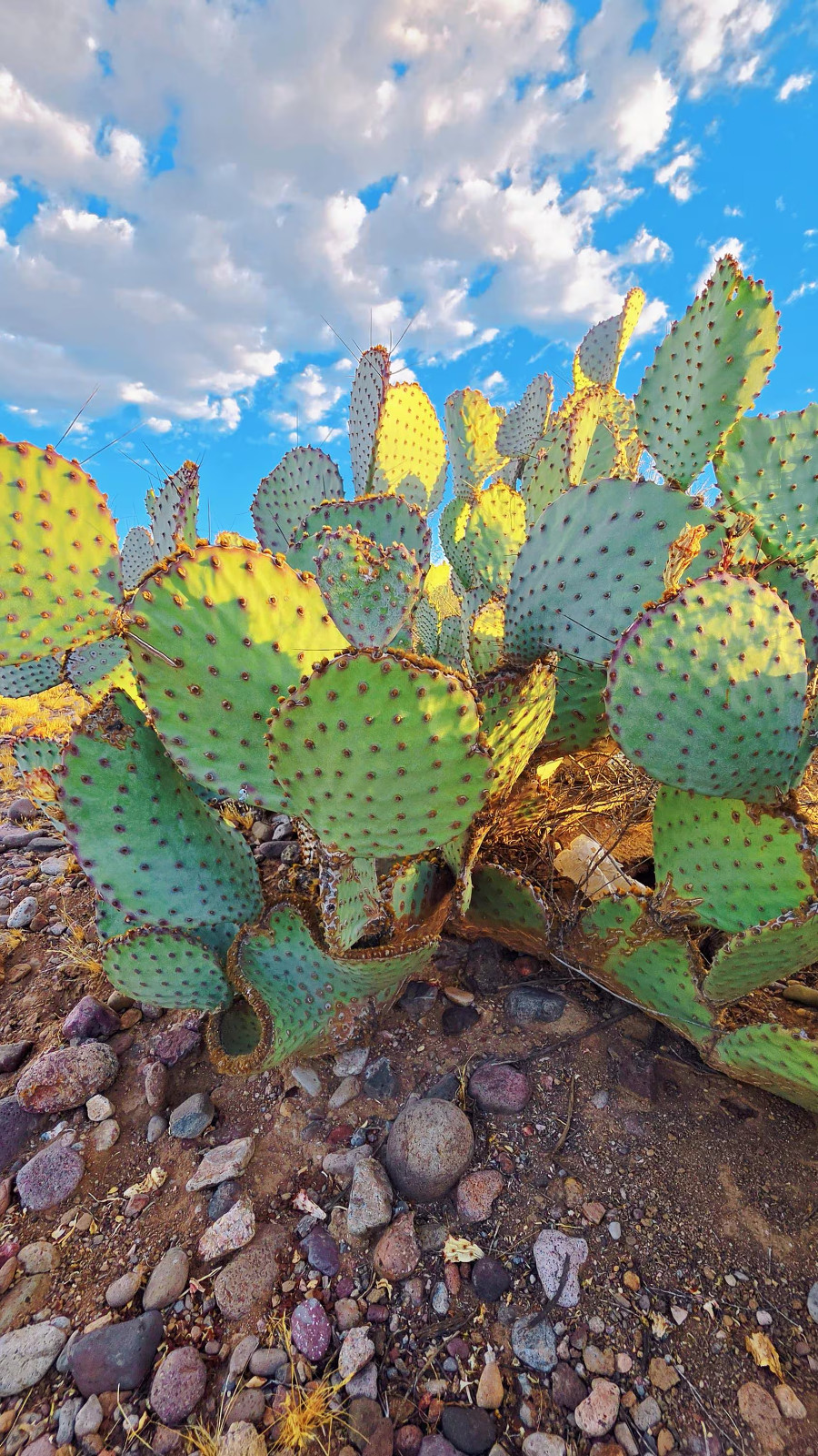 2 Opuntia rufida Cactus: Blind Prickly Pear, Sunset Red-Brown Glochids 3-5″ pad