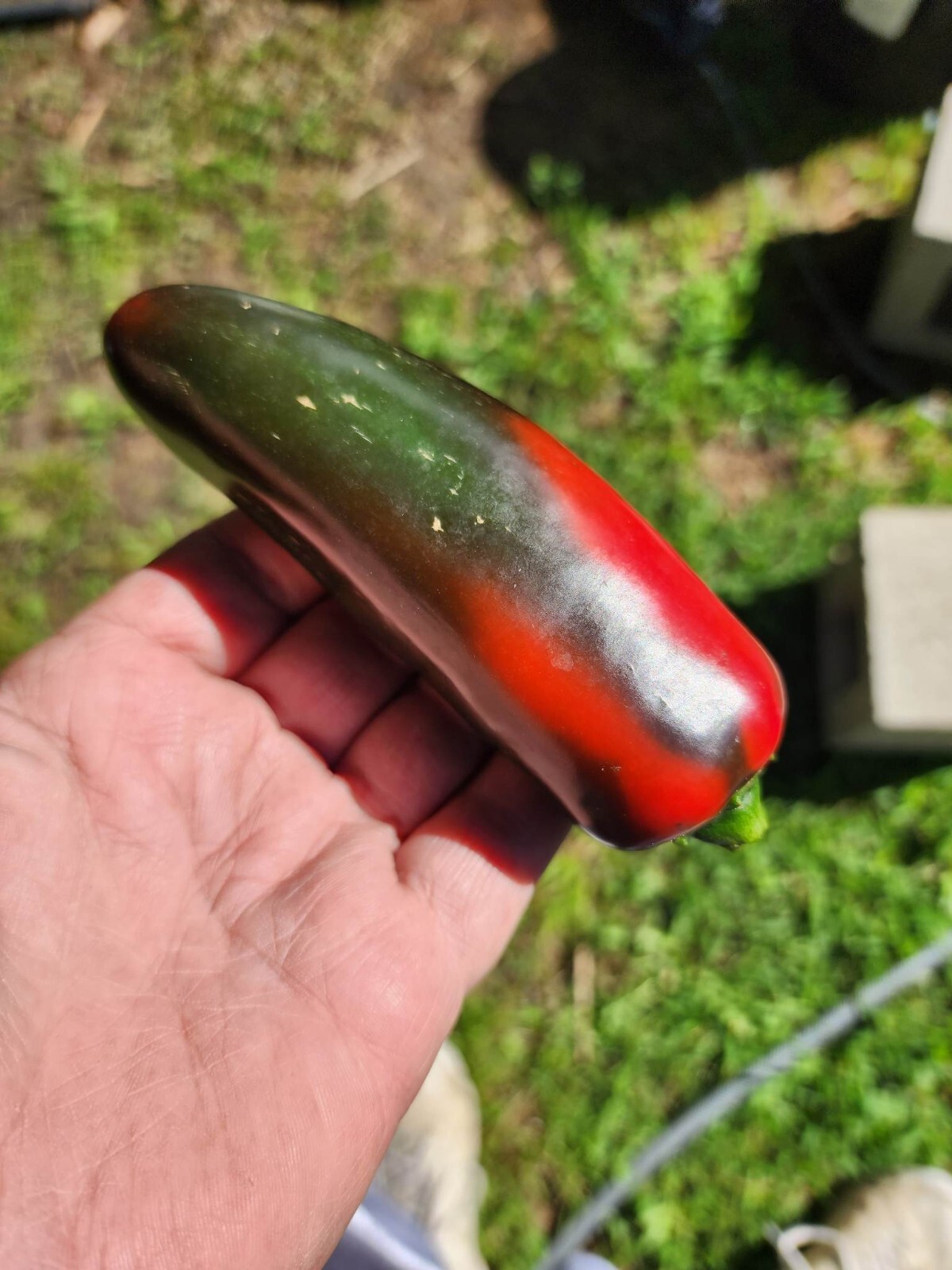 Mammoth Jalapeno Hot Pepper Seeds – 25+ Seeds – FRESH _ Heirloom – FREE SHIPPING