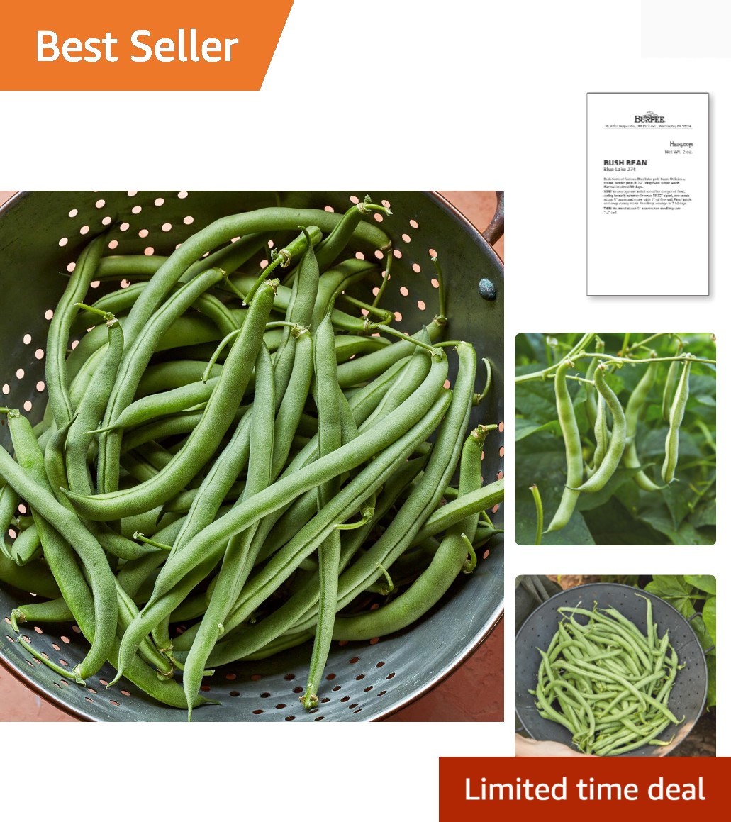 Blue Lake 274 Bush Bean Seeds 2 ounces of seed