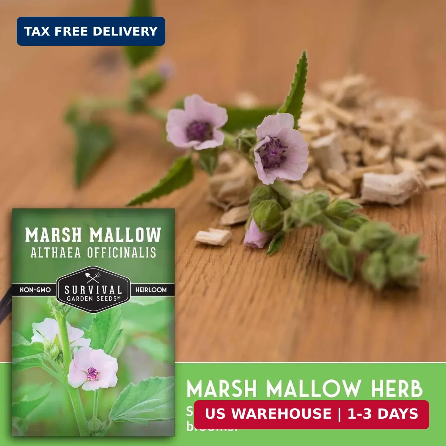 Marshmallow Seeds for Planting – Marsh Mallow Medicinal Herb, Althaea Officinali