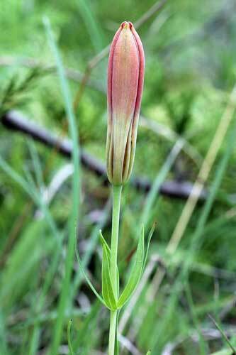 Lilium philadelphicum | Philadelphia, Prairie or Wood Lily | 10 Seeds