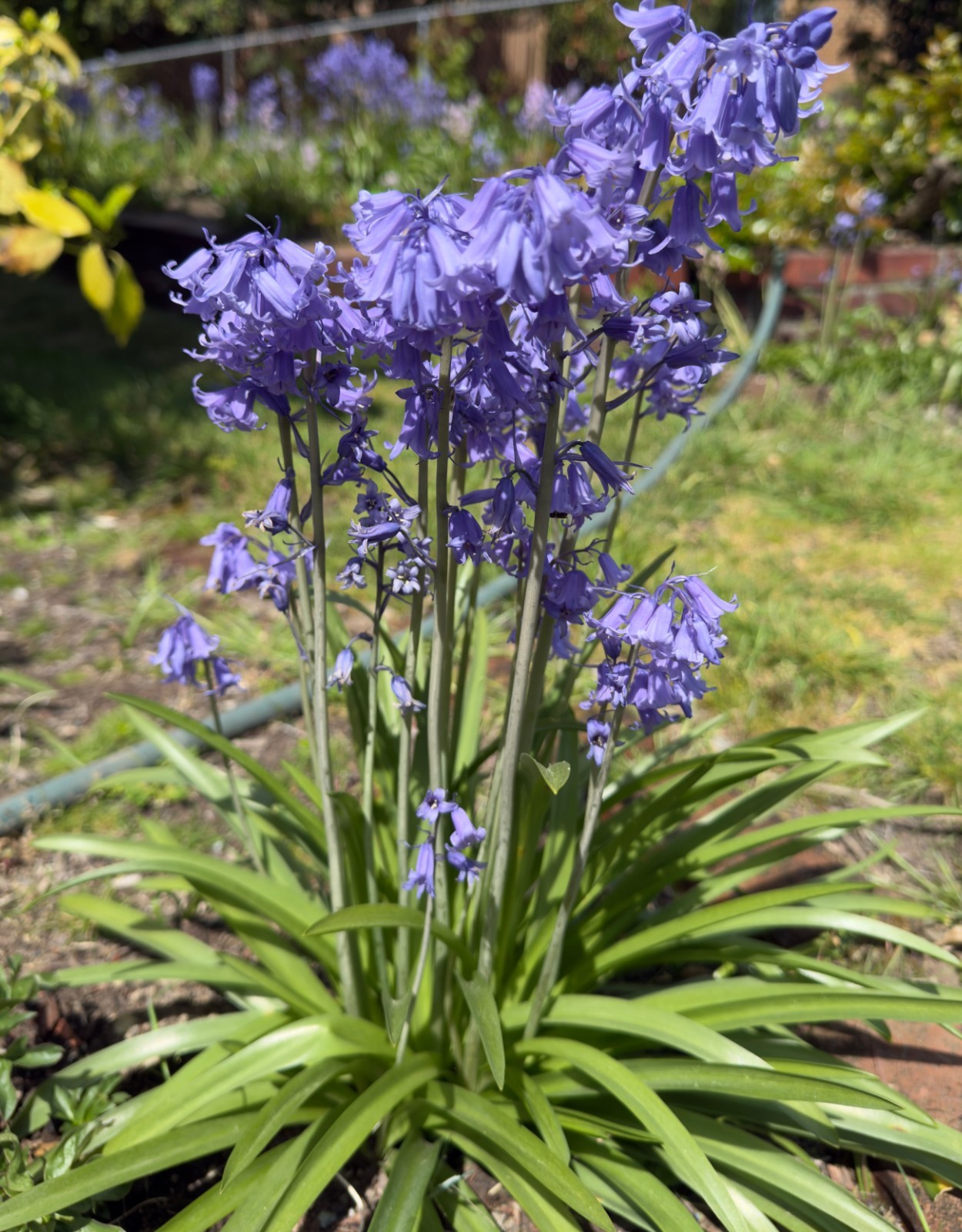500 Seeds Spanish Bluebell Seeds | Fresh Flowers Garden Seeds