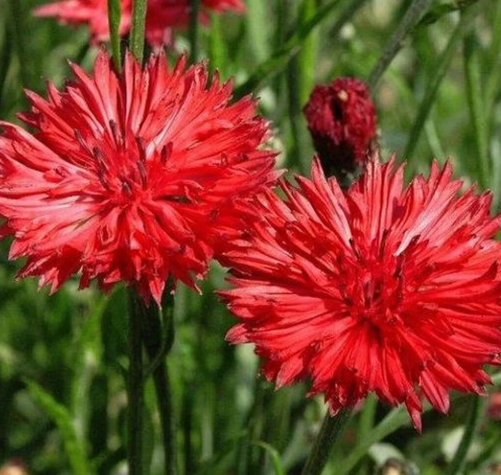 RED BACHELOR BUTTON SEEDS 400+ TALL CORNFLOWER flower GARDEN Centaurea Cyanus