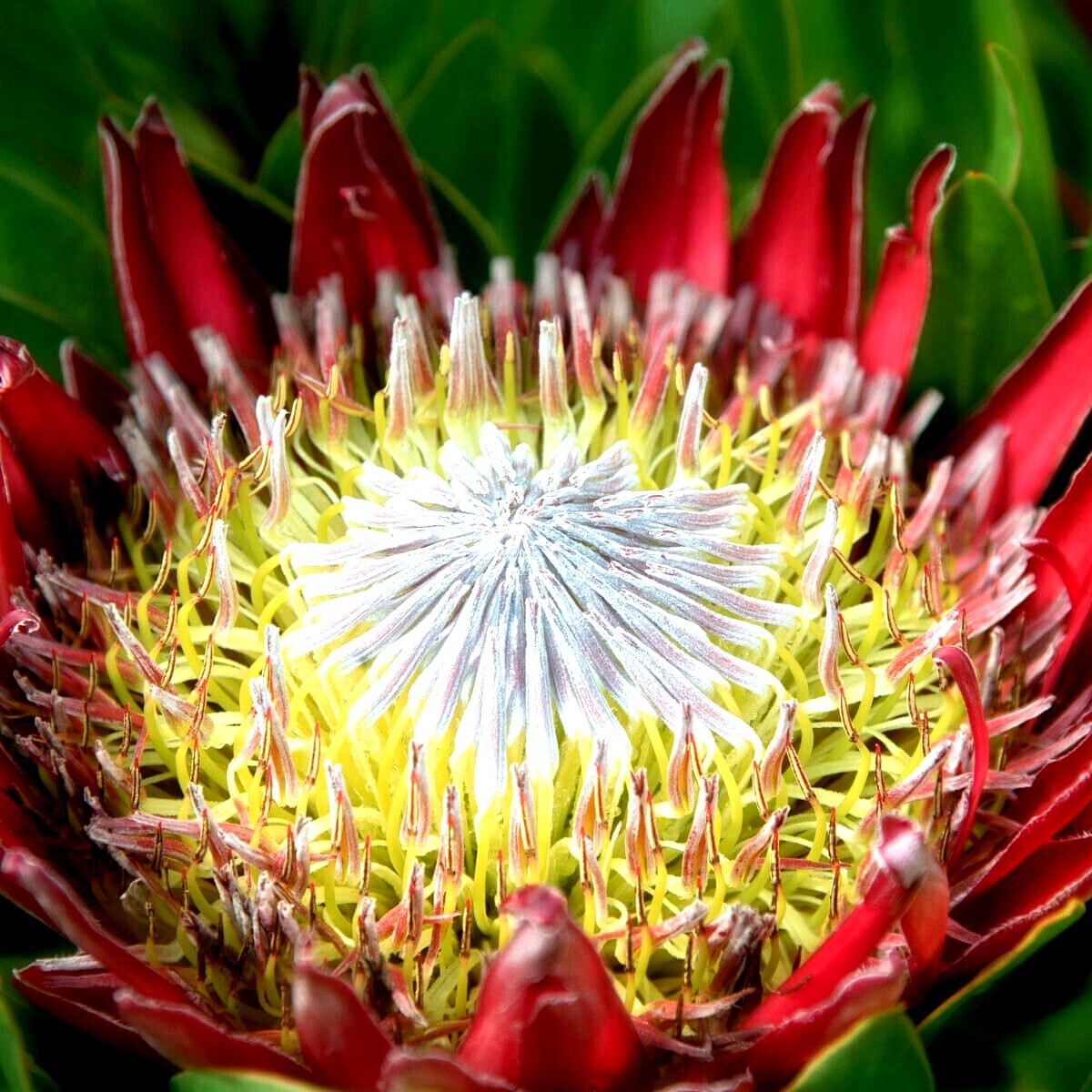 5 KING PROTEA CYNAROIDES SEEDS *GIANT 12″ FLOWERS* Rare Exotic Garden Plant