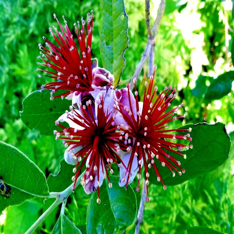 20 PINEAPPLE GUAVA TREE SEEDS “Brazilian Fig Guava Fruit” Tropical Flower Plant