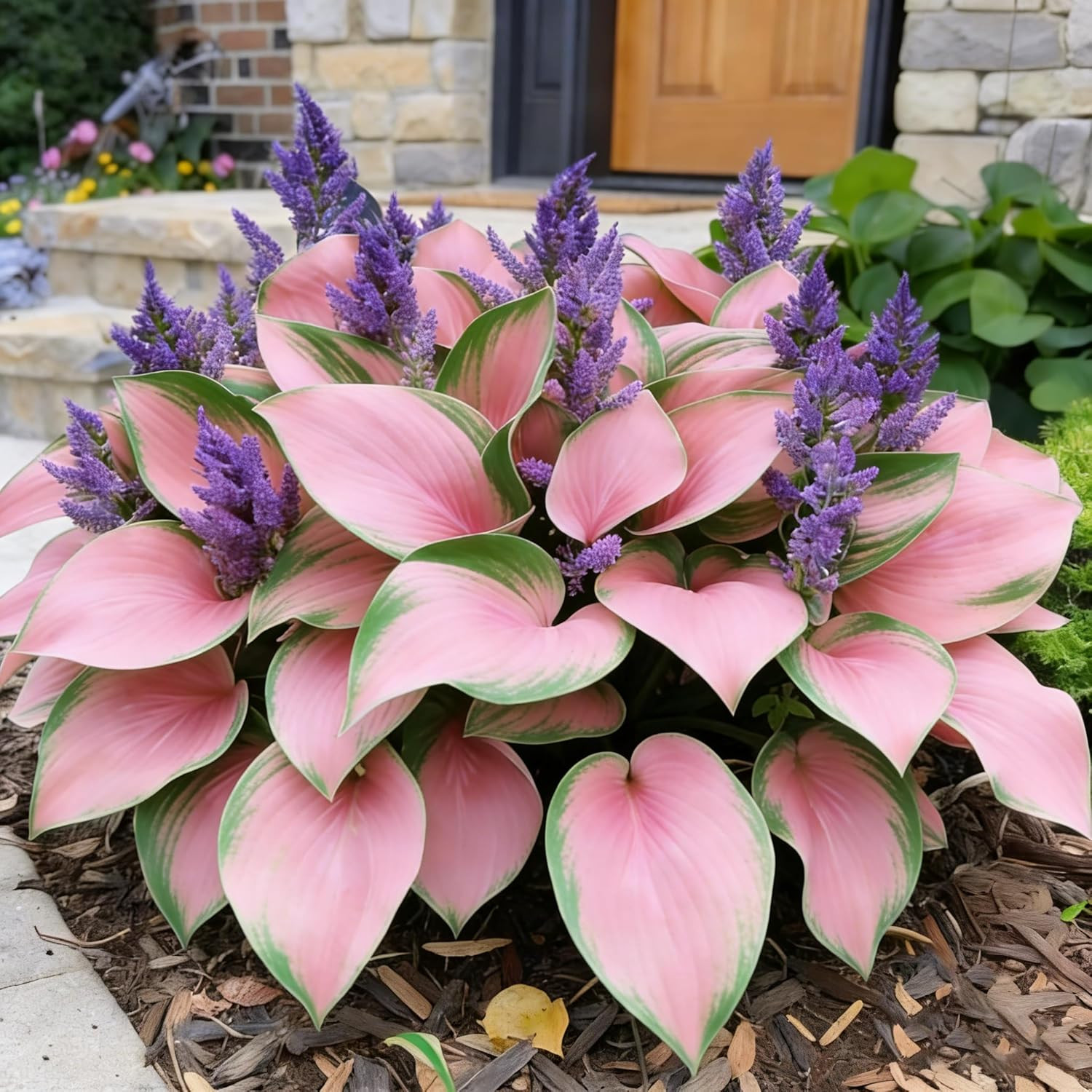 Hosta Seeds – 100 Heart-Shaped Rare Roots Low Maintenance Garden Home Outdoor