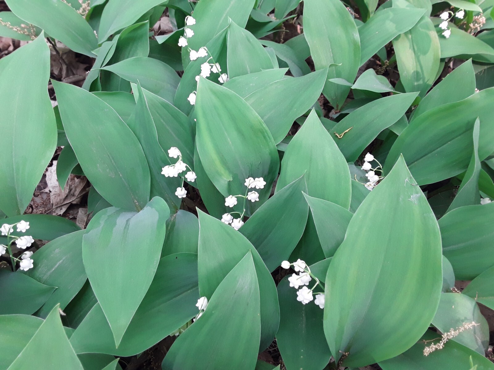 Convallaria majalis — Lily of the Valley 20 bare-root plants — from Michigan!