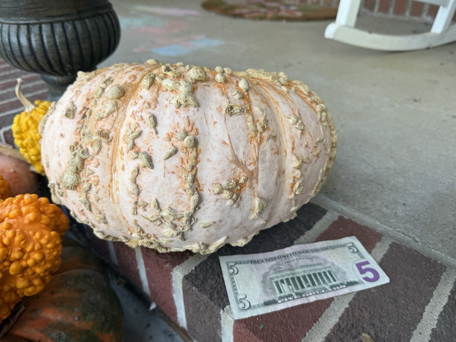 Seeds #8: Large Peanut Pumpkin. Orange/Cream. Unique Seeds (10 ct)