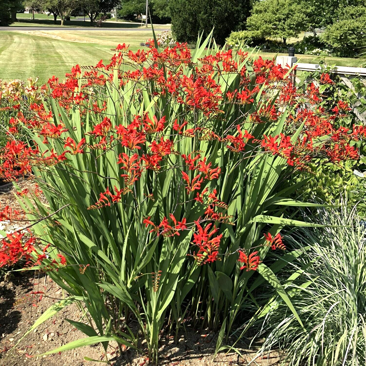 20 CROCOSMIA ” LUCIFER ” SEEDS