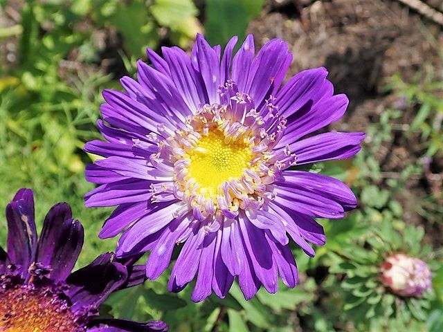 Single Mix China Aster Seeds | Callistephus Chinensis Daisy Cut Flower Seed 2024