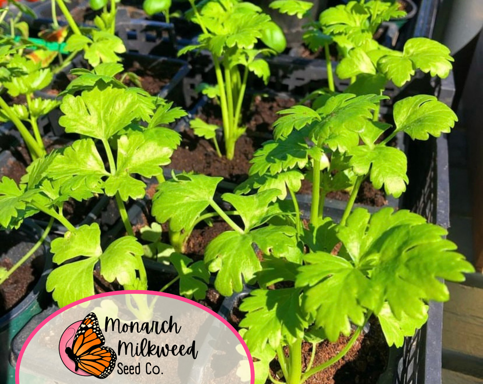 10400+ Celeriac Seeds ‘Giant Prague’ | Heirloom, Non-GMO, Vegetable Gardening