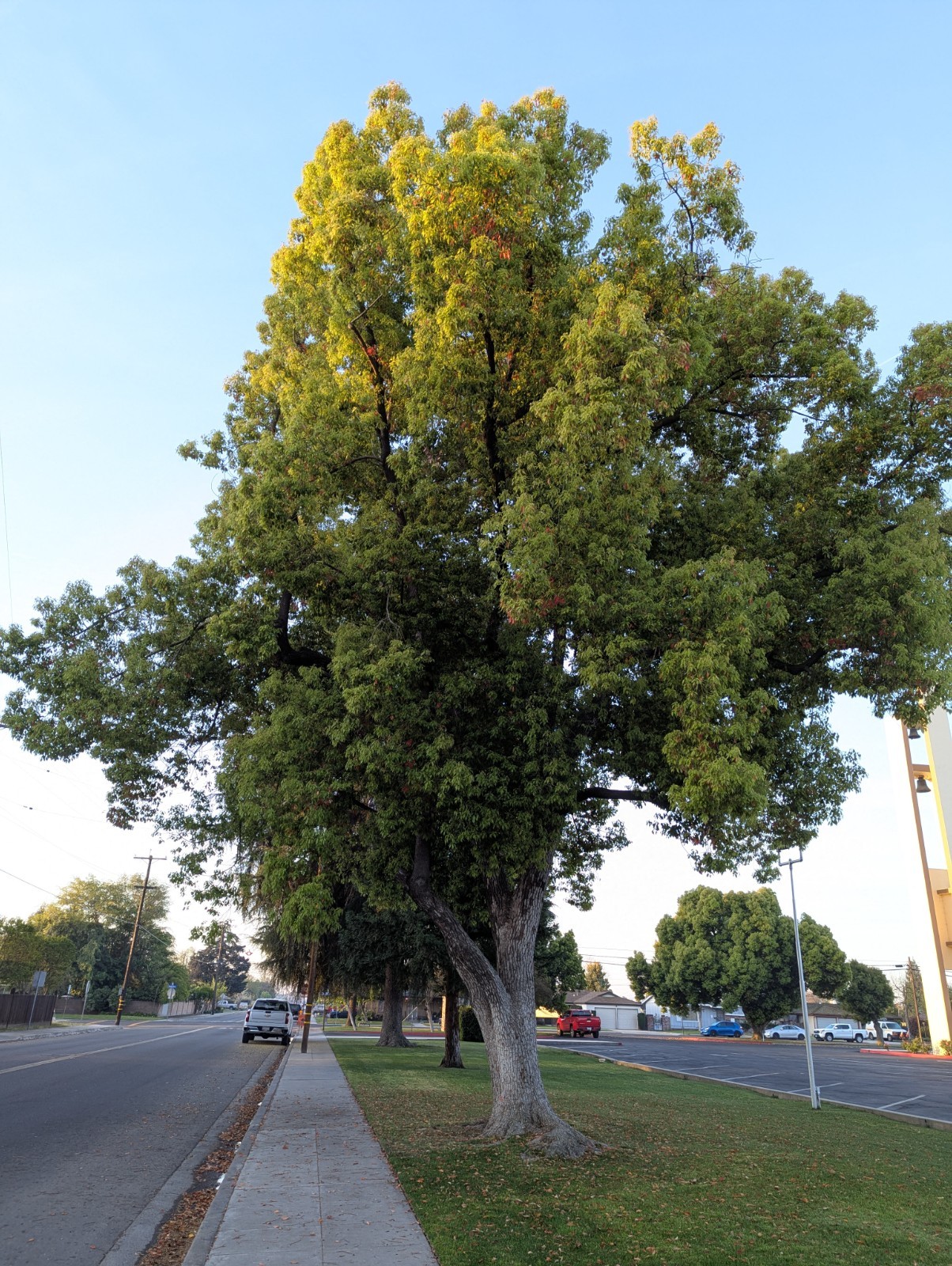 1(One) Seedling of JAPANESE or CHINESE HACKBERRY about 6-12″ Tall