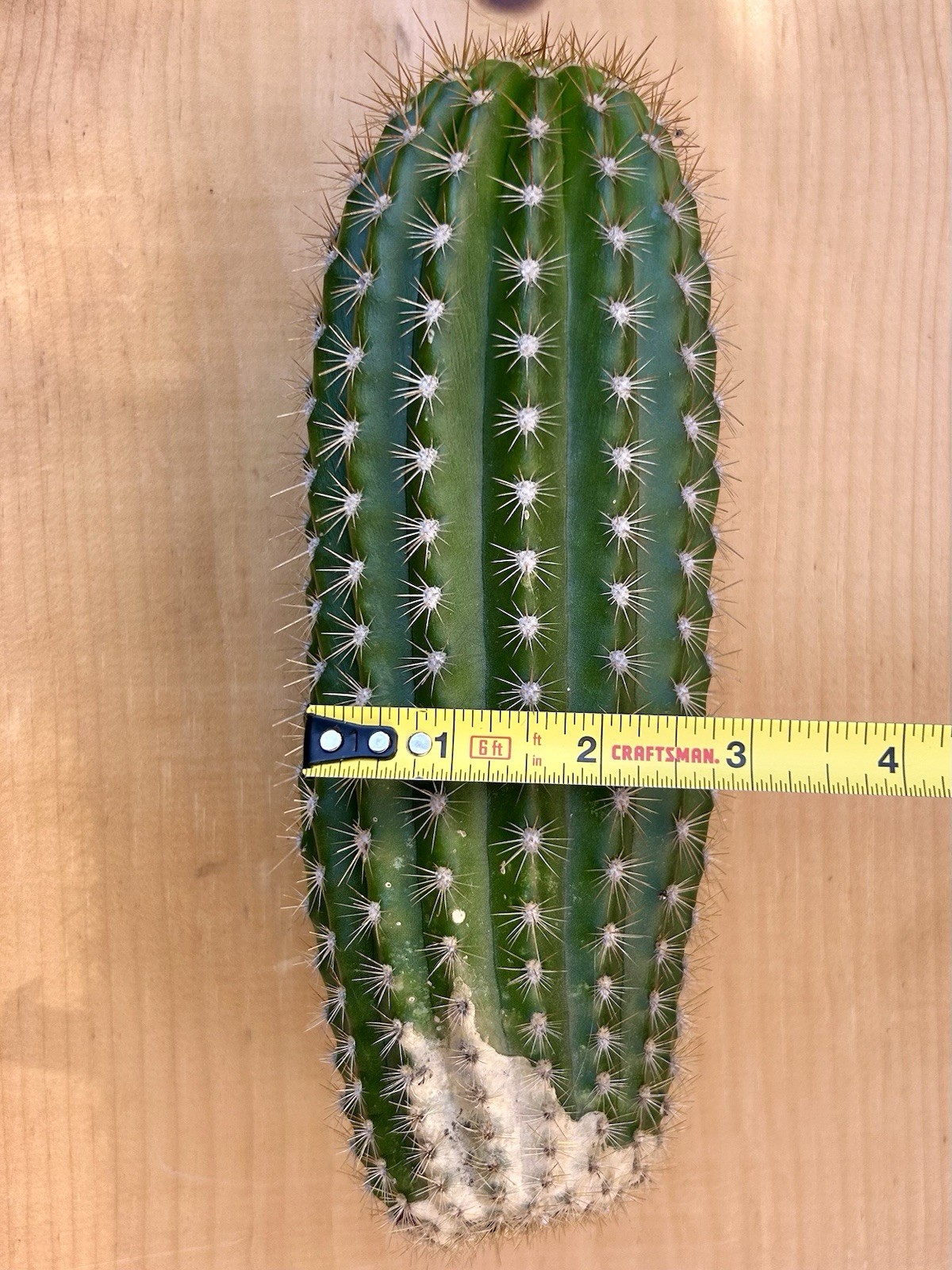 Echinopsis Hybrid ‘Flying Saucer’ Cactus Cutting 9” Fully Cured, Plant #1