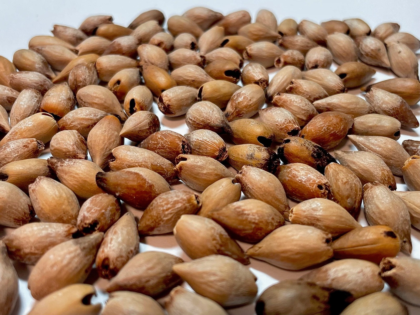 10 – Mexican/Texas Wild Olive Tree Seeds (Cordia boissieri)