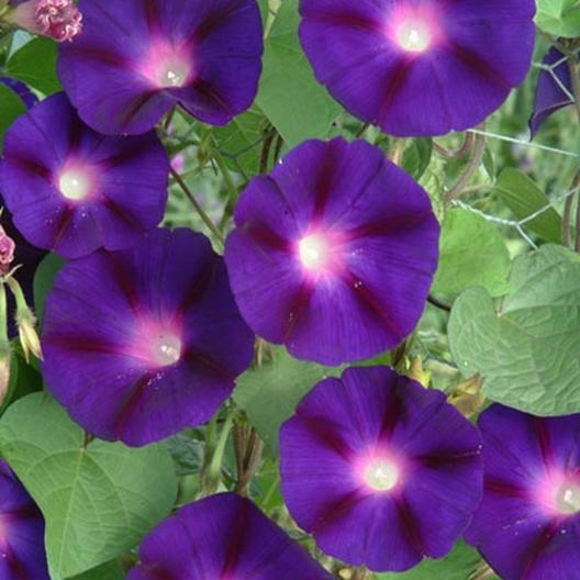 Morning Glory GRANDPA OTT Purple Climbing Vine 15′ Heirloom Non-GMO 100 Seeds!