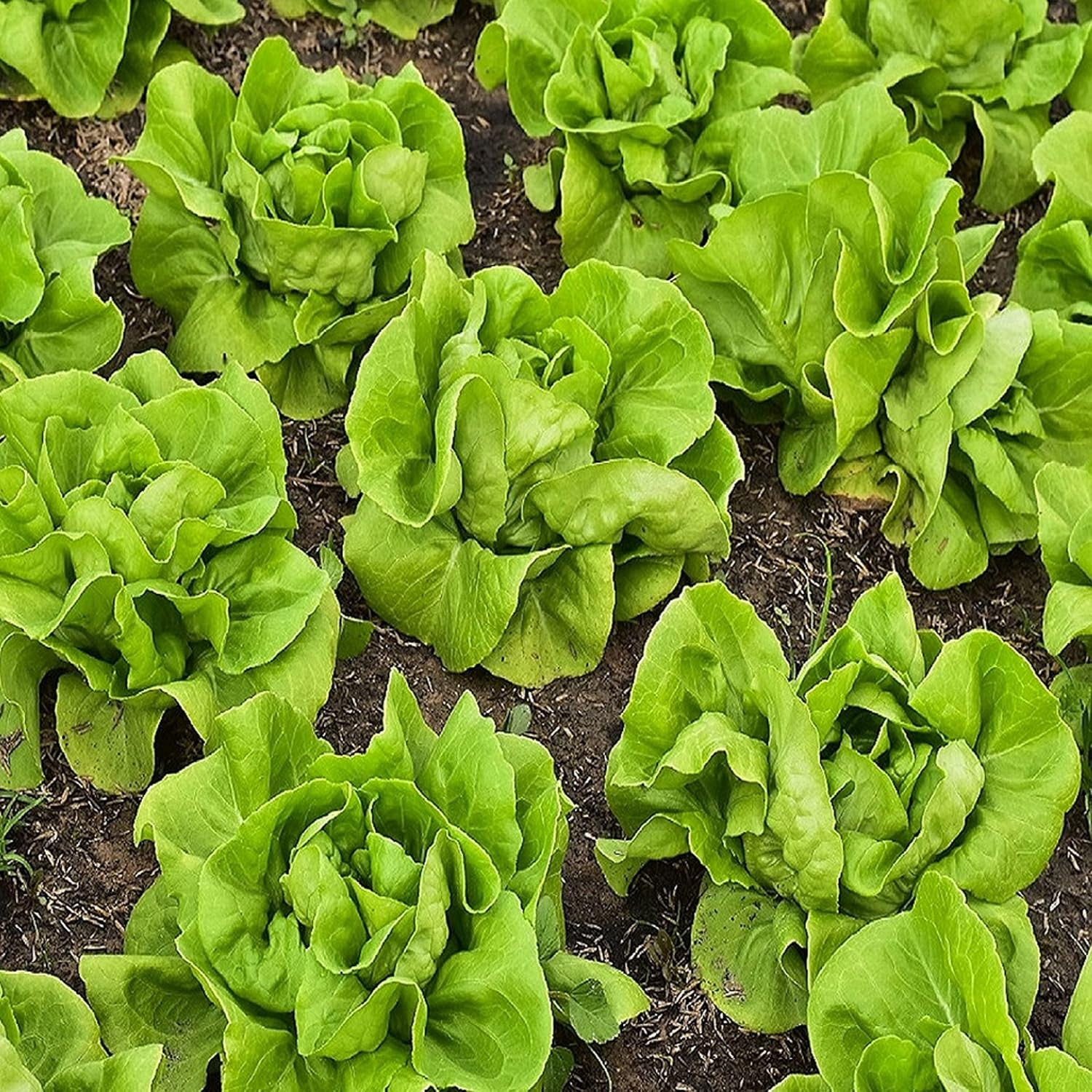 3500+ Buttercrunch Lettuce Seeds for Planting -Heirloom Non-Gmo | Lactuca Sativa