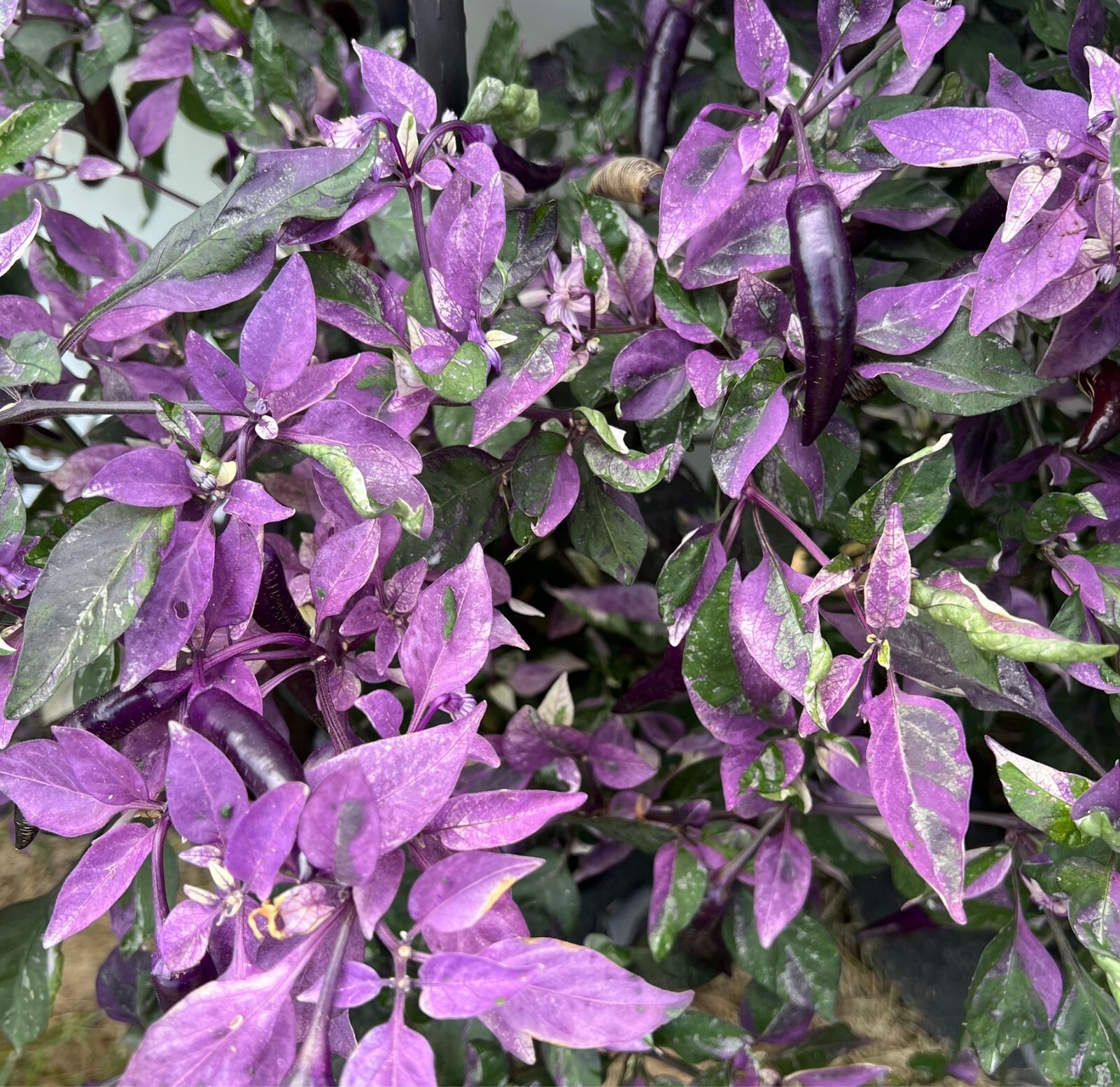 Dreamcatcher x Jalapeno Farmers Market Potato- Variegated Unique Pepper Seeds