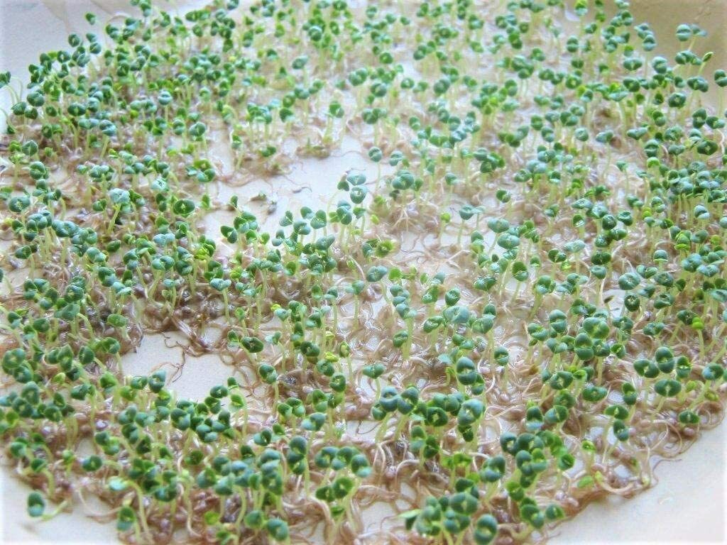 Chia Seeds for Sprouting Microgreens, COOL BEANS N SPROUTS brand