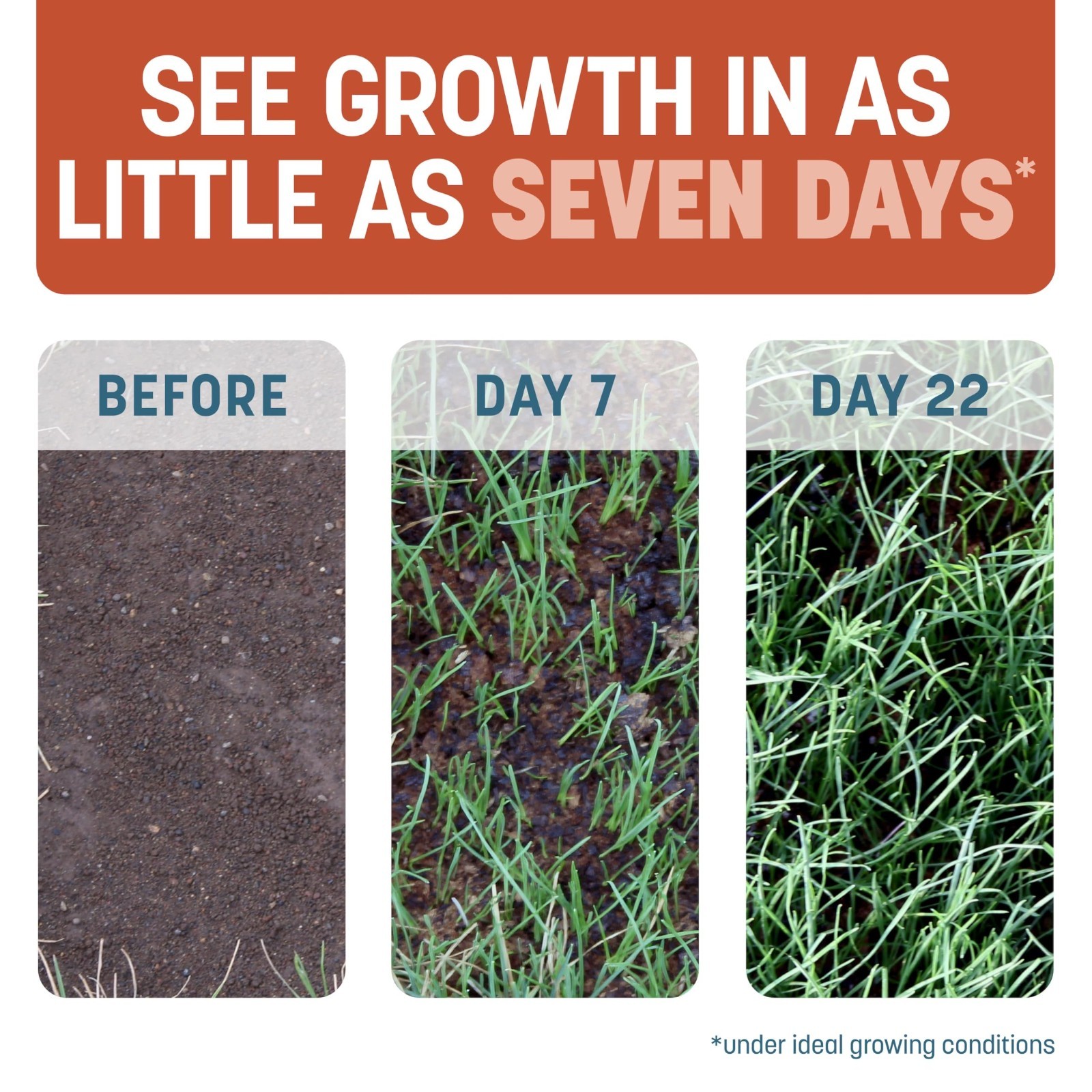 Bermuda Grass Seed 5 lb Jug – Smart Patch for Lush Lawn Repair & Growth