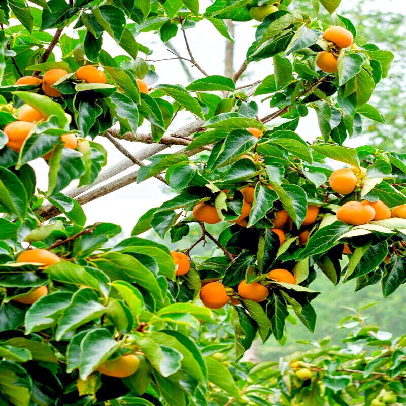 20 JAPANESE PERSIMMON TREE SEEDS (Diospyros Kaki) Asia Hardy Garden Fruit Plant