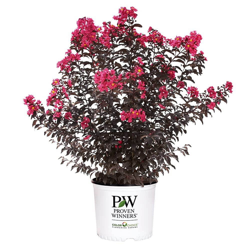 2 Gallon Center Stage Pink Crape Myrtle